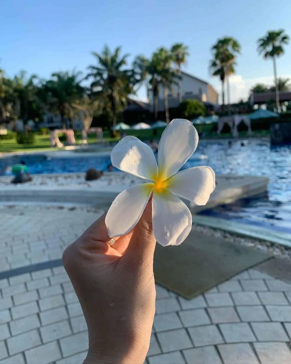 Ảnh đại diện gái xinh bên hoa frangipani