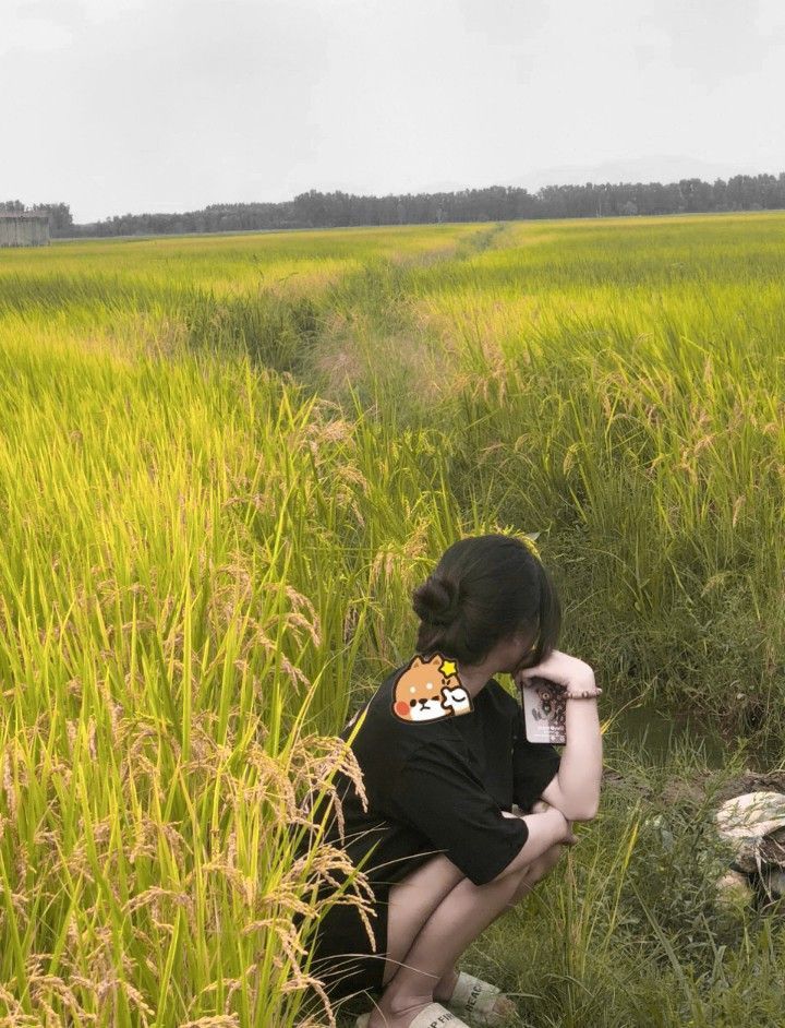 Gái đẹp trong cánh đồng lúa mùa thu